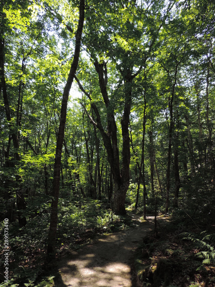 Shady Wood Shady Wood
