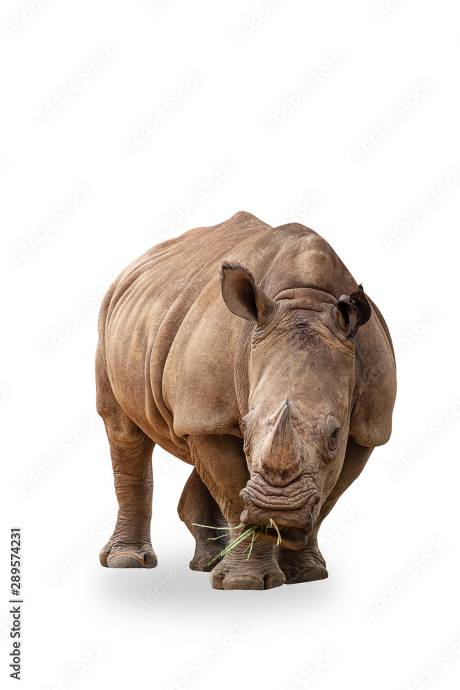 Obraz premium Rhino isolated on white background with clipping path.