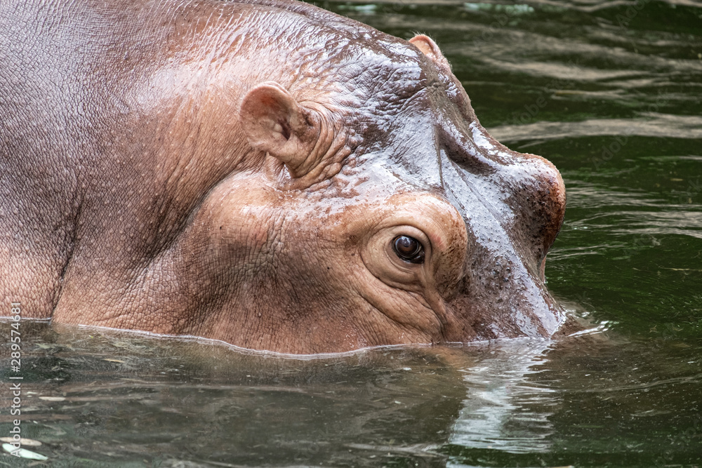 Hippopotamus amphibius swimming in water and looking for food. Hippopotamus amphibius swimming in water and looking for food.