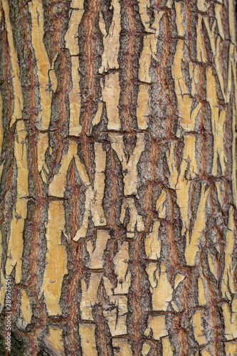 Closeup Tree Bark Texture For Background or Overlay