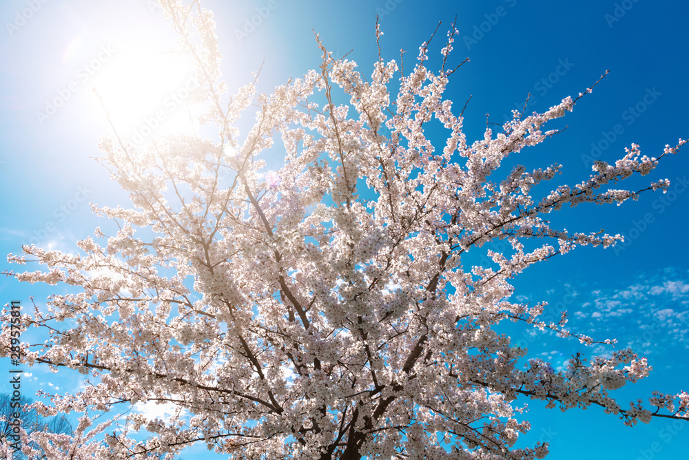 Blossom sakura tree with blue sky background on a sunny day.