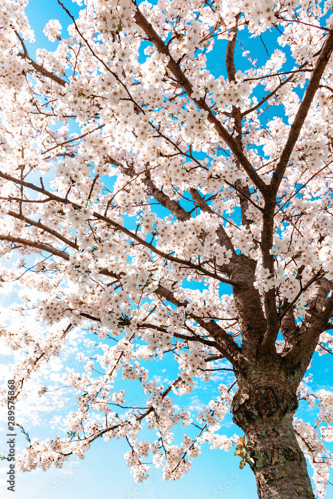 Blossom sakura tree with blue sky background on a sunny day. Blossom sakura tree with blue sky background on a sunny day.