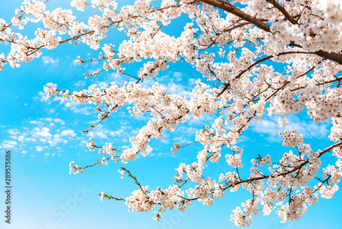Blossom sakura tree with blue sky background on a sunny day.