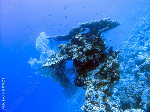 Coral reefs in the Red Sea, Egypt photo