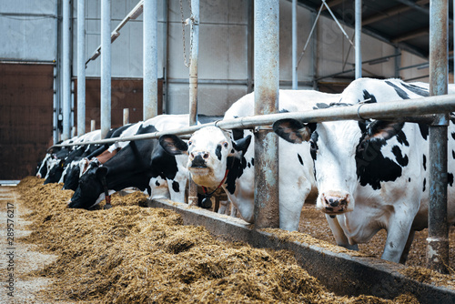 Dairy cows in modern automated milk farm.