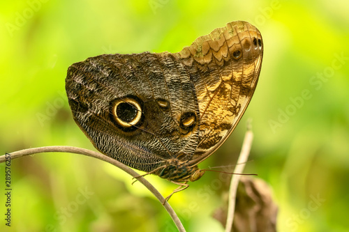 Closeup beautiful butterfly in a summer garden