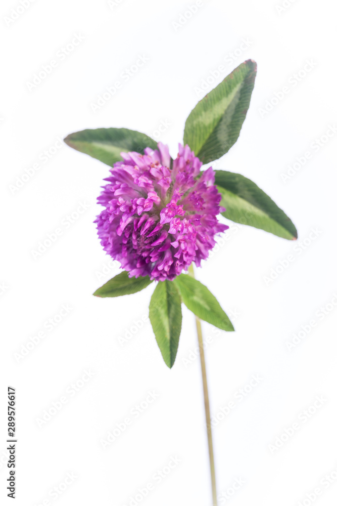 Obraz premium Isolated Flowering Red Clover 