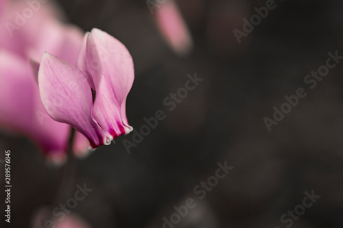 Close up pink Cyclamen hederifolium flower. Primulaceae.. Dark background, copy space
