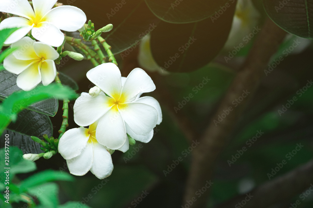 Beautiful plumeria flower in the garden.
