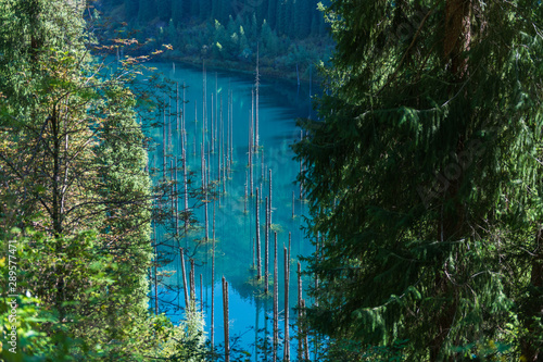 Fototapeta Naklejka Na Ścianę i Meble -  Kaindy lake - mountain lake in Kazakhstan