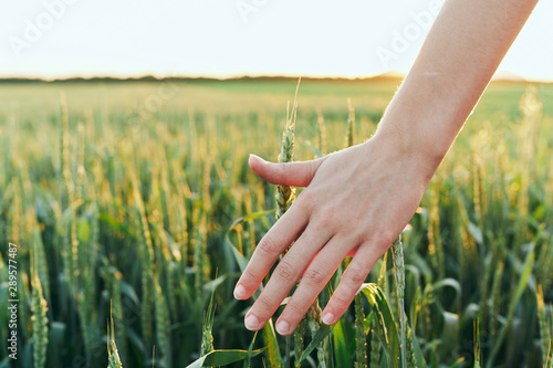 hands in wheat field