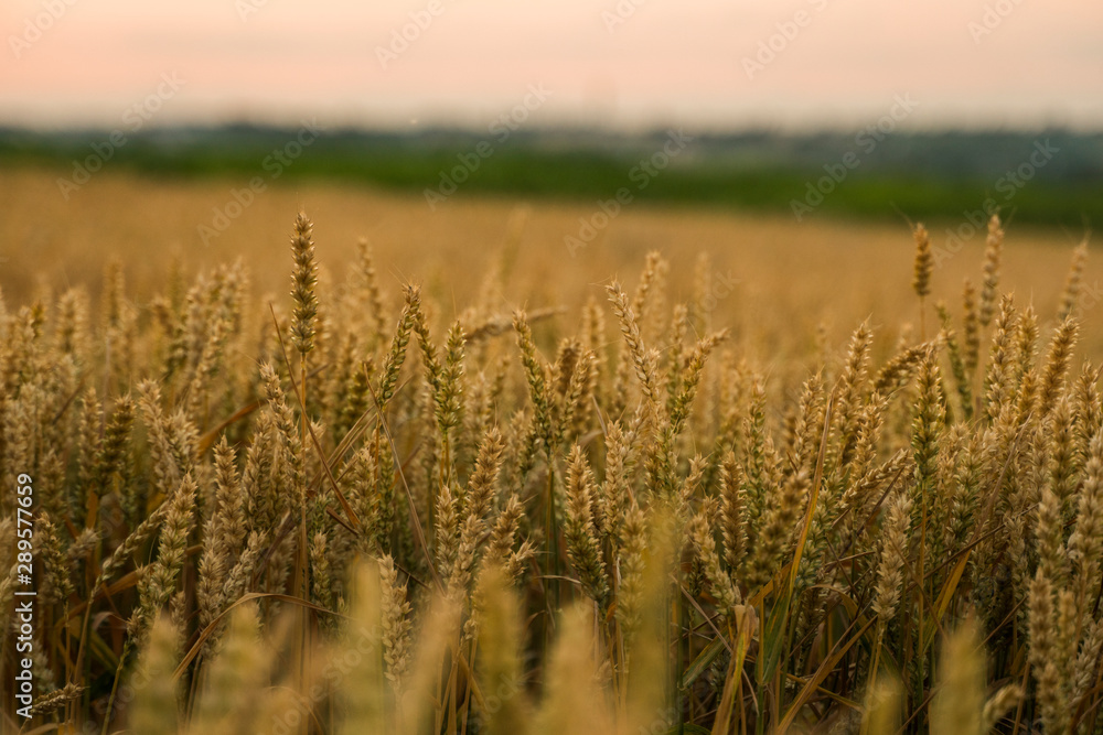 Obraz premium Wheat field. Golden ears of wheat on the field. Background of ripening ears of meadow wheat field. Rich harvest. Agriculture of natural product.