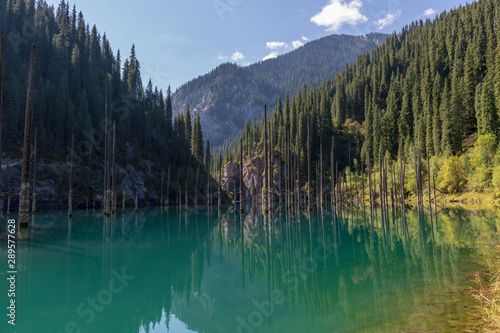 Fototapeta Naklejka Na Ścianę i Meble -  Kaindy lake - mountain lake in Kazakhstan