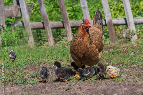 Chicken with chicks on the green grass