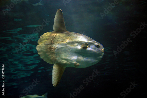 Ocean sunfish, Mola Mola, Aquarium, Barcelona, Spain © bayazed