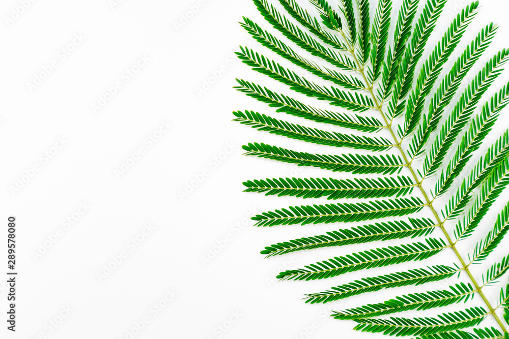 Ramas y hojas de flamboyan,acacia,con espacios en blanco Stock Photo |  Adobe Stock