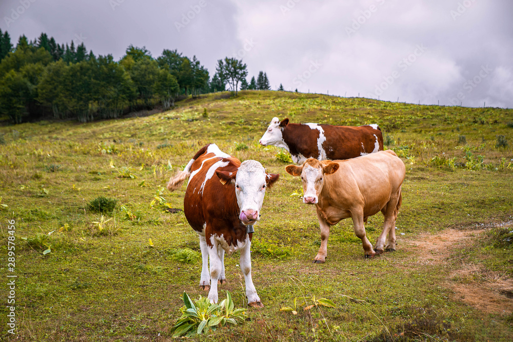 Free alpine cows grazing in the green mountain meadow Free alpine cows grazing in the green mountain meadow