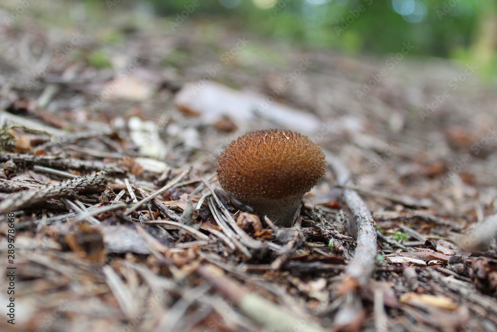 Common Puffball (Lycoperdon perlatum) Common Puffball (Lycoperdon perlatum)
