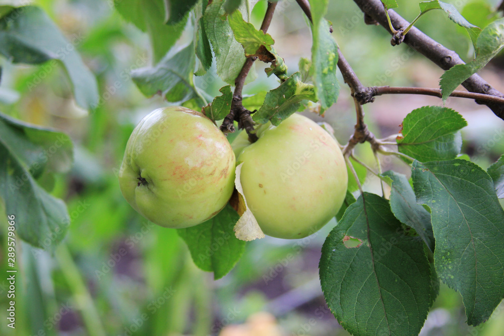 Two green apples on the tree. Season fruit in organic orchard Two green apples on the tree. Season fruit in organic orchard