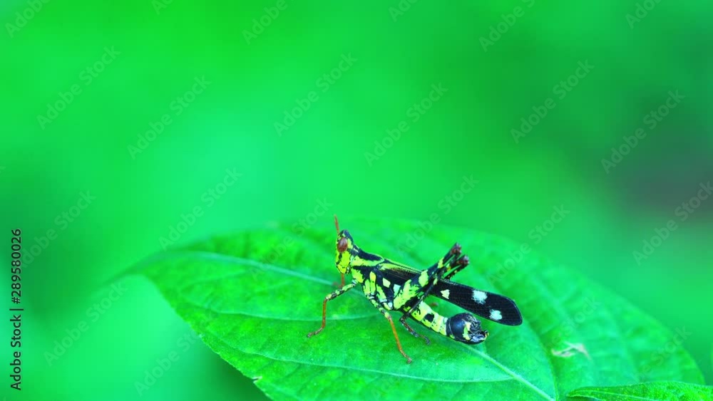 Monkey Grasshopper insect sitting on a green leaf, moving its head and body Monkey Grasshopper insect sitting on a green leaf, moving its head and body
