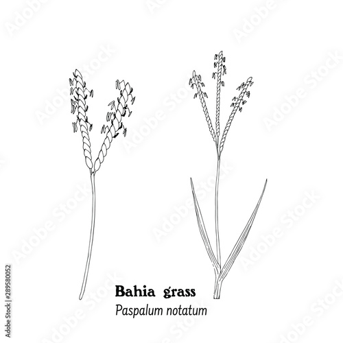 Vector illustration of plant of  Bahia grass, Paspalum notatum.
