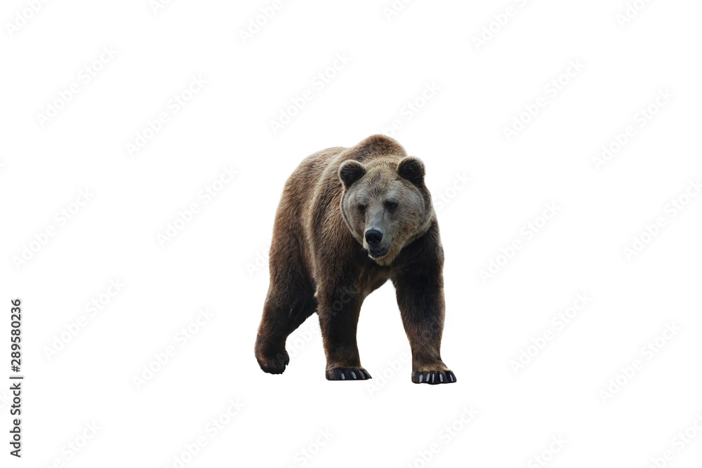 Fototapeta premium Brown bear (Ursus arctos) isolated on white background