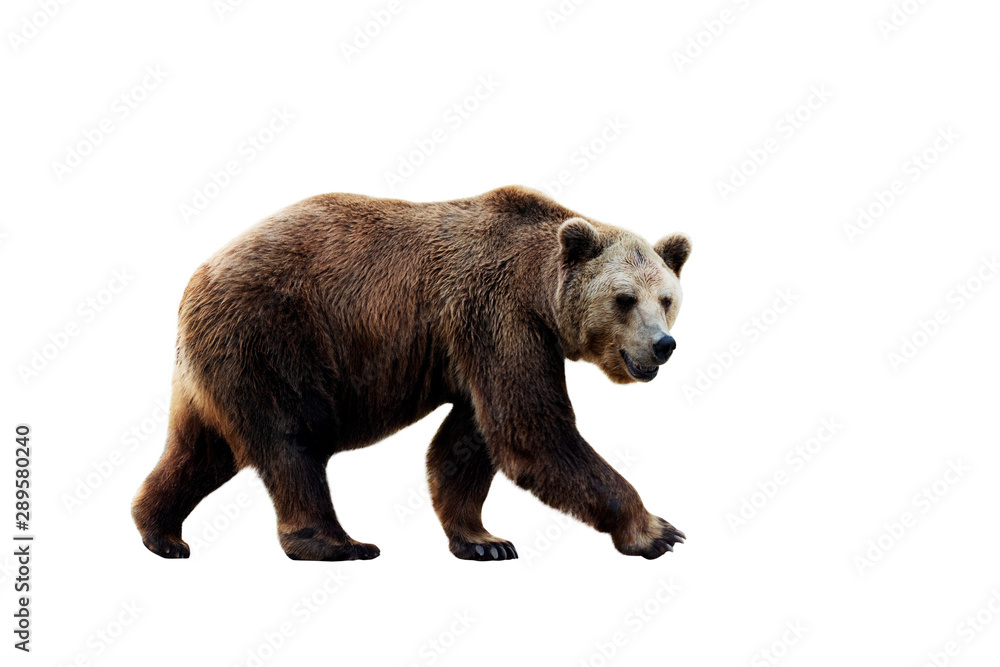 Obraz premium Brown bear (Ursus arctos) isolated on white background