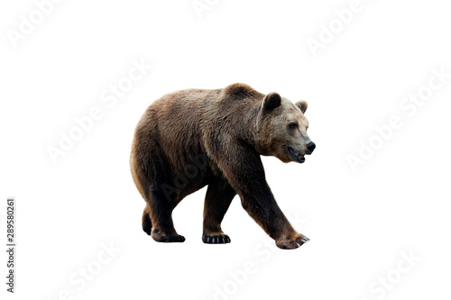 Brown bear (Ursus arctos) isolated on white background © lastfurianec