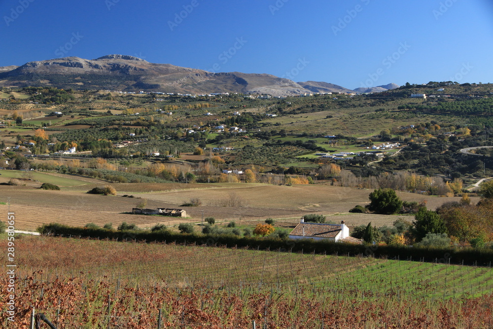 Wineyard in Andalusia, Spain