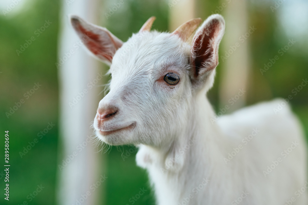 portrait of a goat