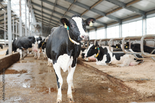 One of black-and-white milk cows standing in large contemporary dairy farm