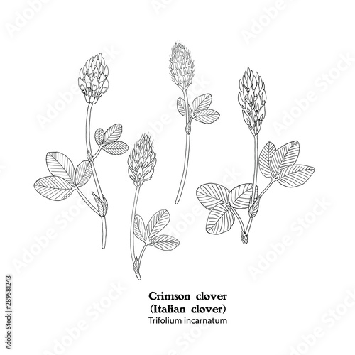 Vector illustration of plant Trifolium incarnatum, Crimson clover, black and white hand drawing.