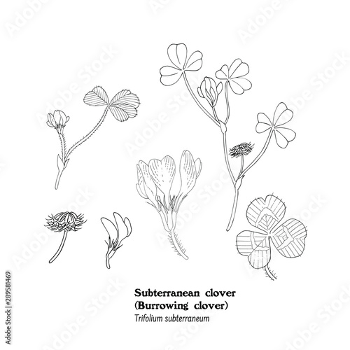Vector illustration of plant  Trifolium subterraneum, Subterranean clover, botanical set. 