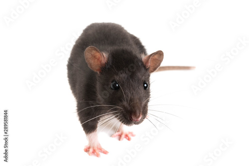 A gray rat, with a long mustache, looks directly into the frame.