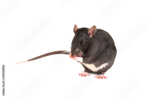 A gray rat, with a long mustache, washes itself.