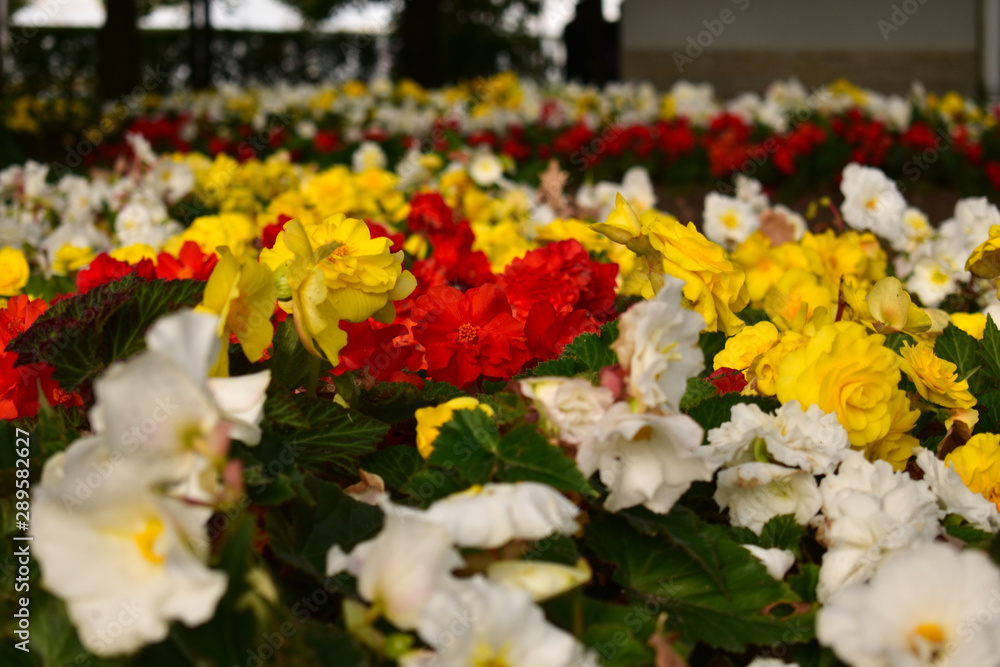 Red, yellow and white flowers grow in the park and delight visitors with their beauty.