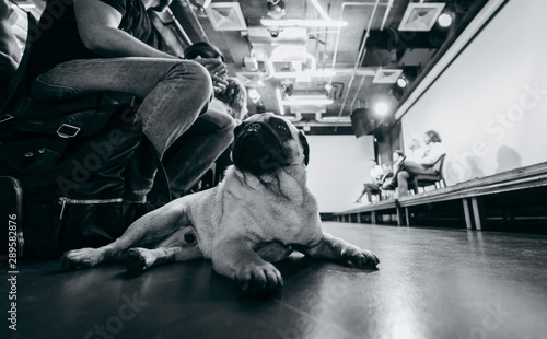 Funny pug in a yellow jacket at a business meeting