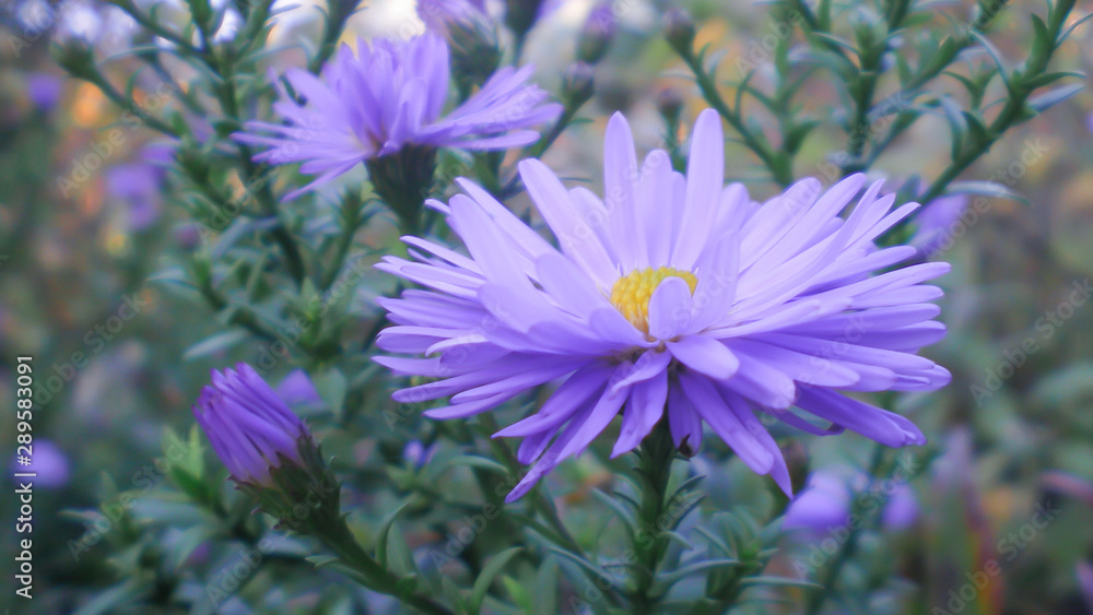 flower of purple perennial new england aster flower of purple perennial new england aster