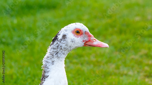 wild muscovy duck on grass