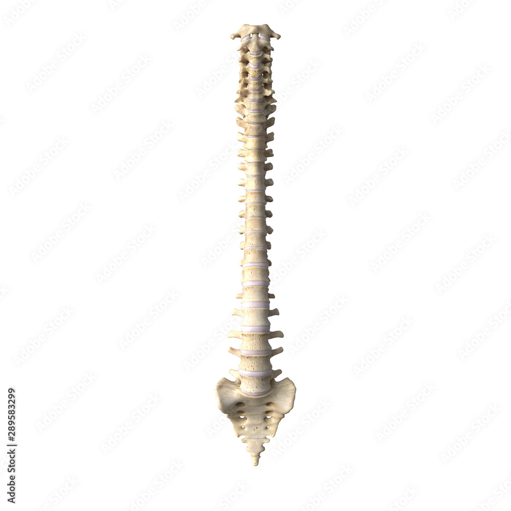 Spine Spine