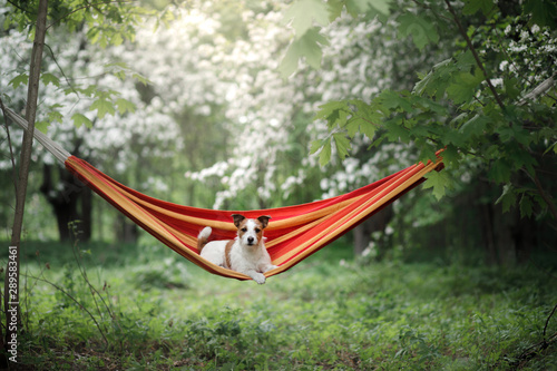dog in a hammock on the nature. Jack Russell Terrier.