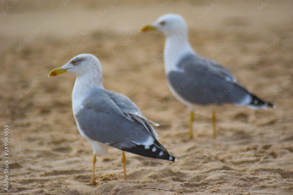 Seagulls on the beach Seagulls on the beach