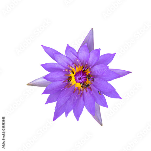 lotus flower isolated on white background.  This has clipping path.