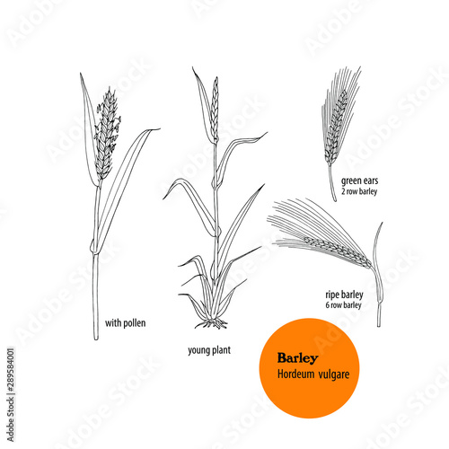 Vector set  of Barley  plant , Hordeum vulgare. Young plant and ears.