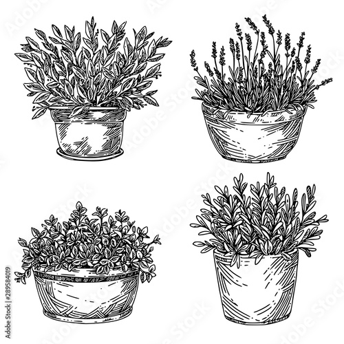 Set of garden plants. Aromatic herbs in large pot. Laurel, lavender, mint and sage.  Sketch. Engraving style. Vector illustration.