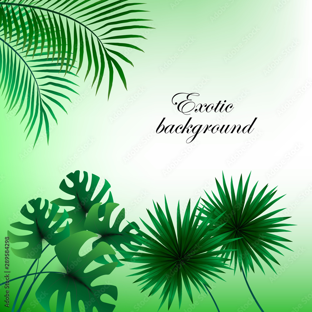  Exotic abstract background with green leaves of palm trees.