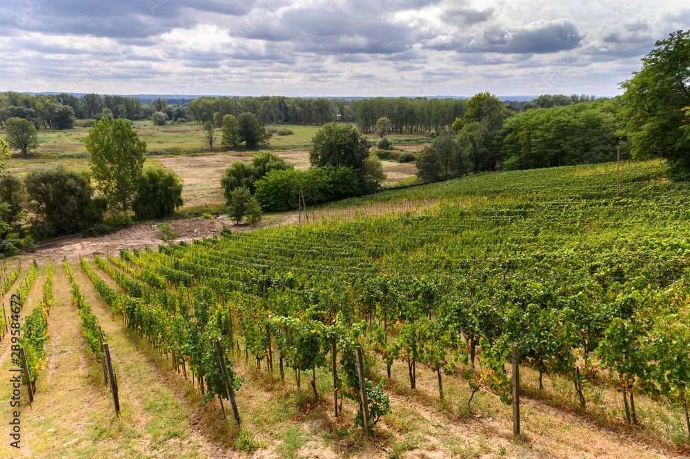 Vineyard field in south of Poland