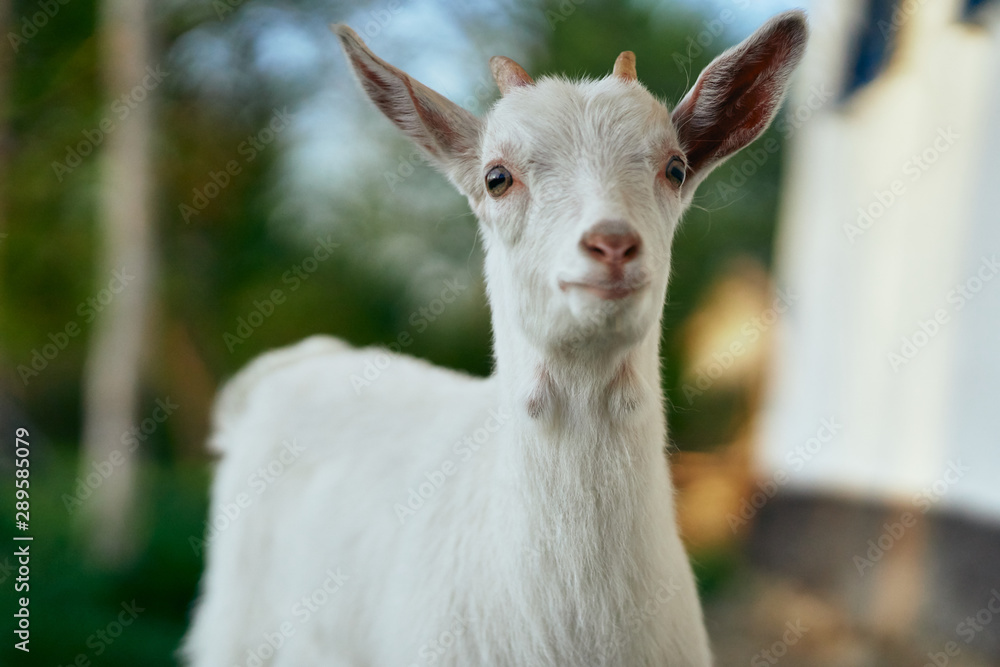 Fototapeta premium portrait of a goat