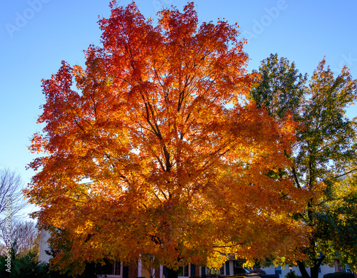 Fall foliage sunlight