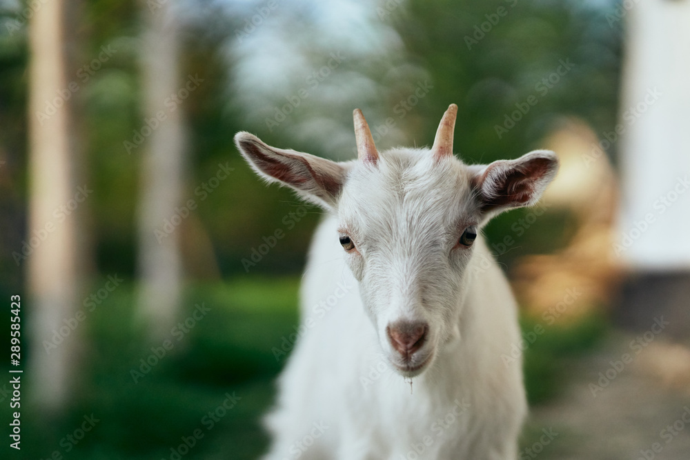 white goat on the meadow